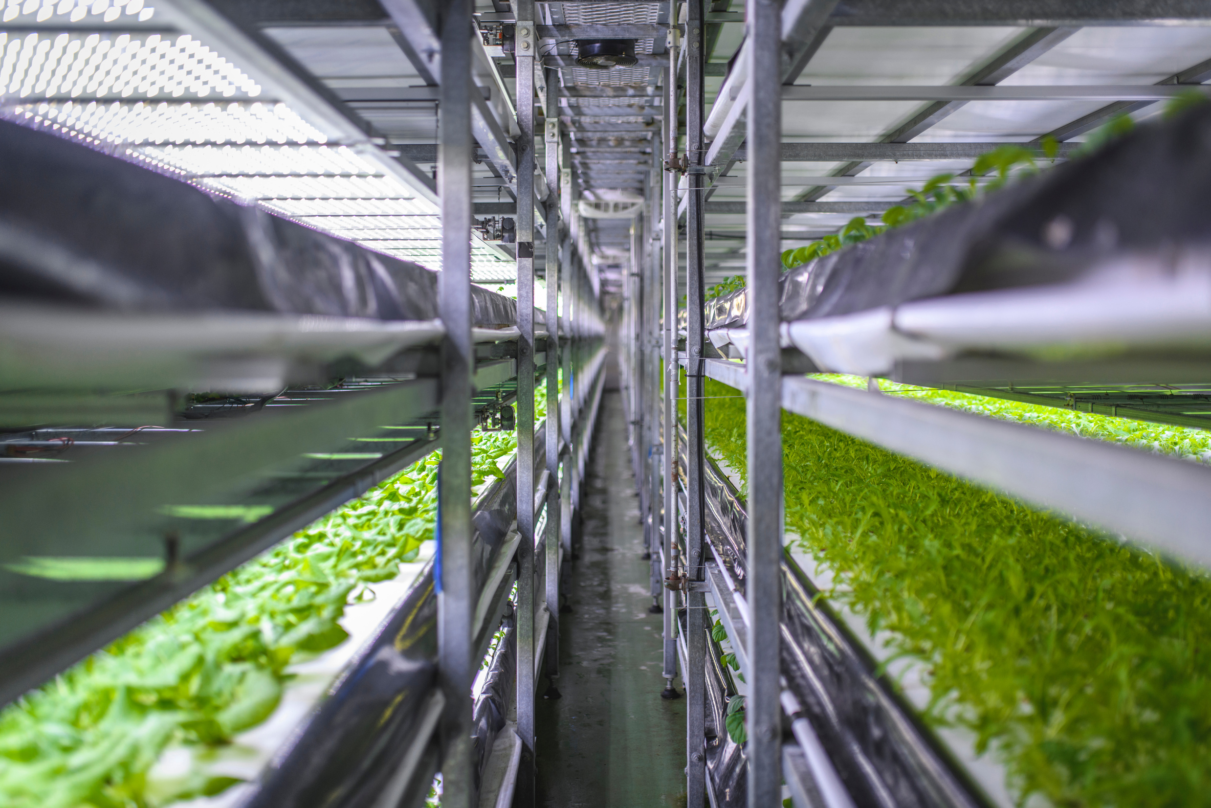 Racks of Cultivated Plant Crops at Indoor Vertical Farm